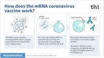THL-korona-RNA-rokote_02_EN_21122020