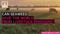 Le alghe possono salvare il mondo dalle emissioni del bestiame? | FT