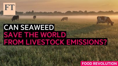 Le alghe possono salvare il mondo dalle emissioni del bestiame? | FT