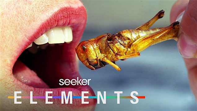 Perché gli insetti potrebbero essere il cibo del futuro | Seeker